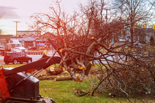 How Our Tree Care Process Works  in  Wasco, CA