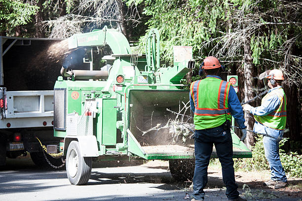 Professional Tree Removal Services in Wasco, CA